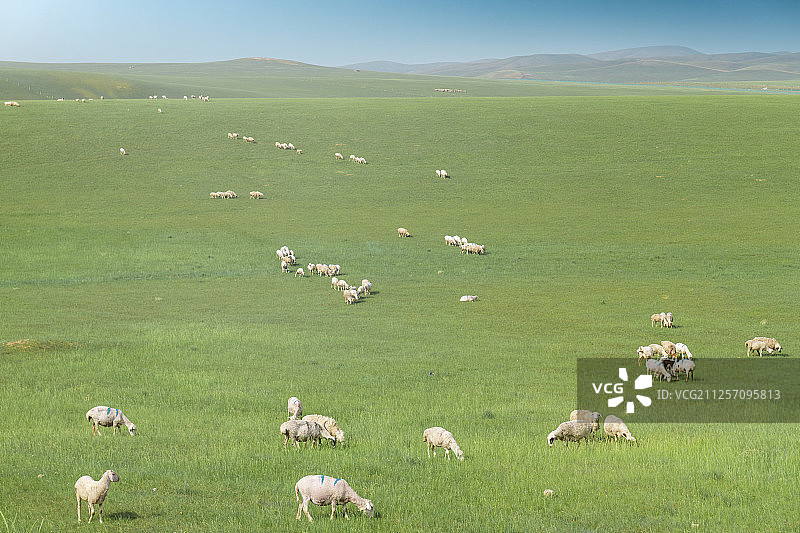 草原上吃草的羊群图片素材
