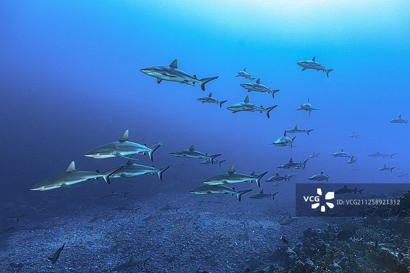 法卡拉瓦法属波利尼西亚的一群灰礁鲨图片素材