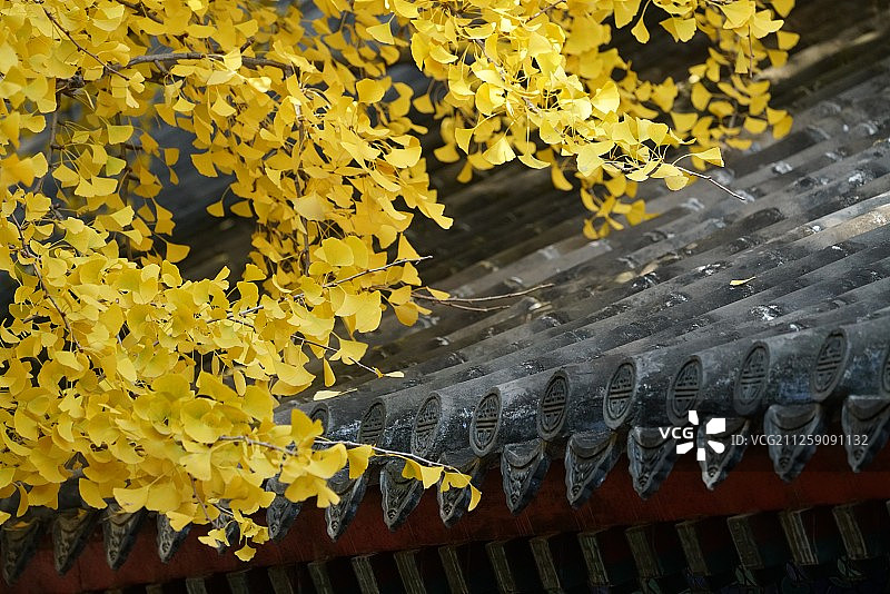 秋天的银杏树与中式建筑图片素材
