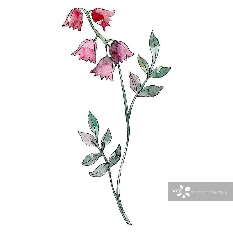 红色风铃花，植物花。水彩背景插图集。孤立花插图元素。图片素材