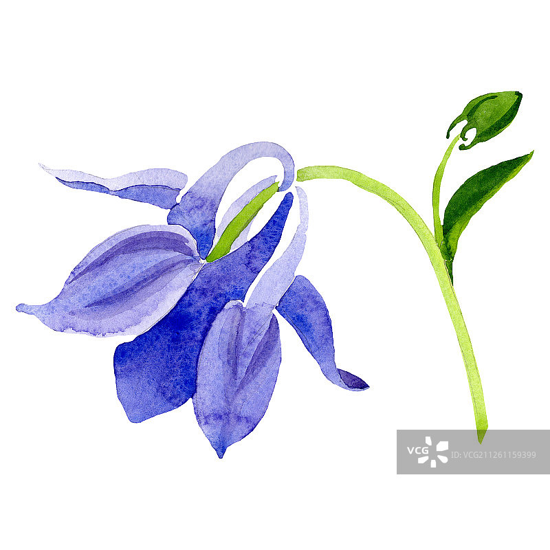蓝黄水仙花。孤立的aquilegia插图元素。水彩背景插图集。图片素材