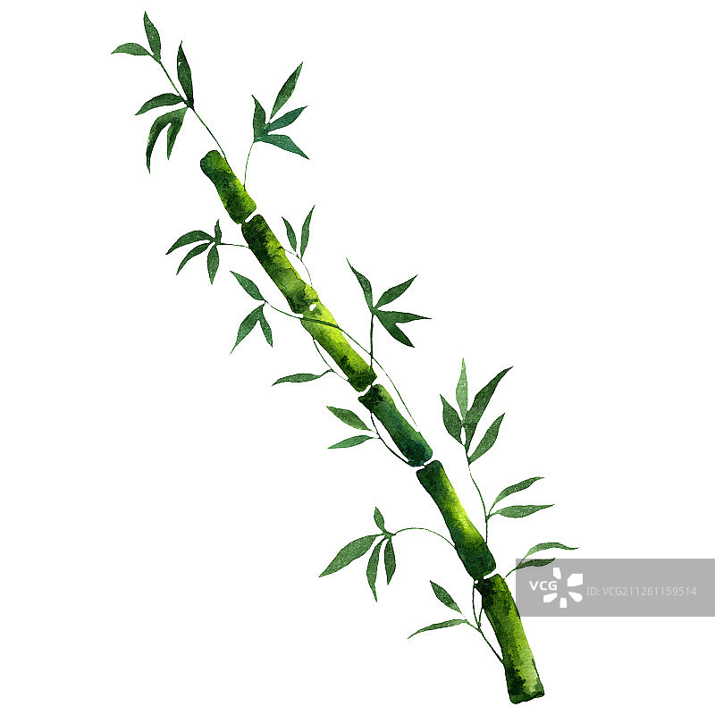 孤立的竹子和竹叶插图元素。水彩背景插图集。水彩画孤立。图片素材
