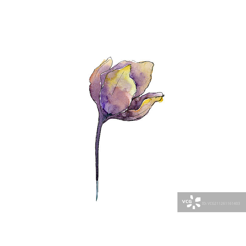 紫色黄色的郁金香。花卉植物的花。孤立的郁金香元素。水彩背景插图集。图片素材