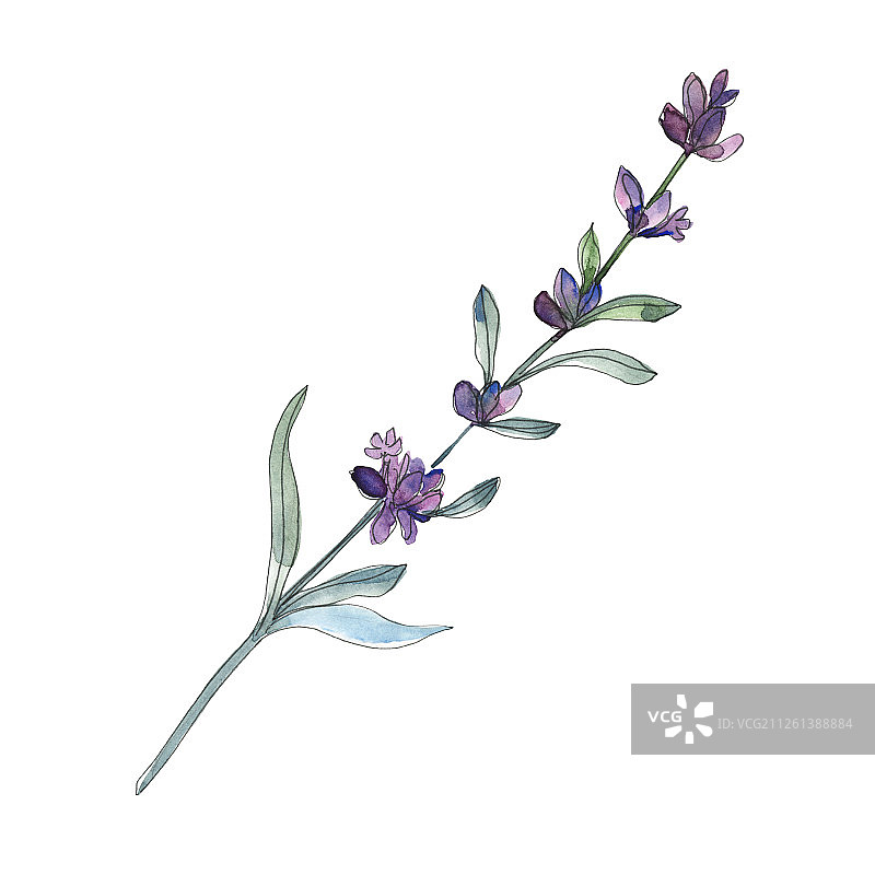 紫罗兰，薰衣草，植物的花。水彩背景设置。孤立的薰衣草插画元素。图片素材