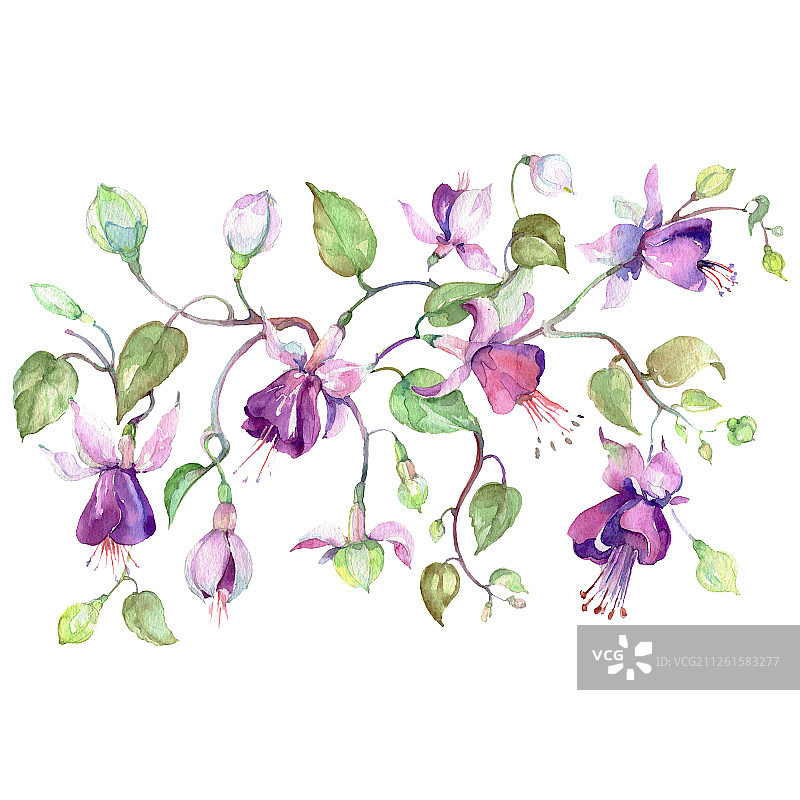 紫红色花束植物花。水彩背景设置。孤立的花束插图元素。图片素材