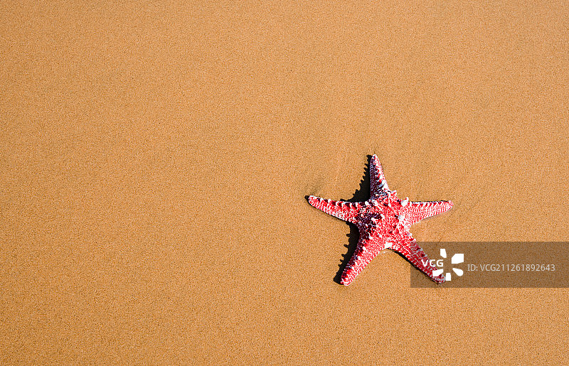沙滩海星图片素材