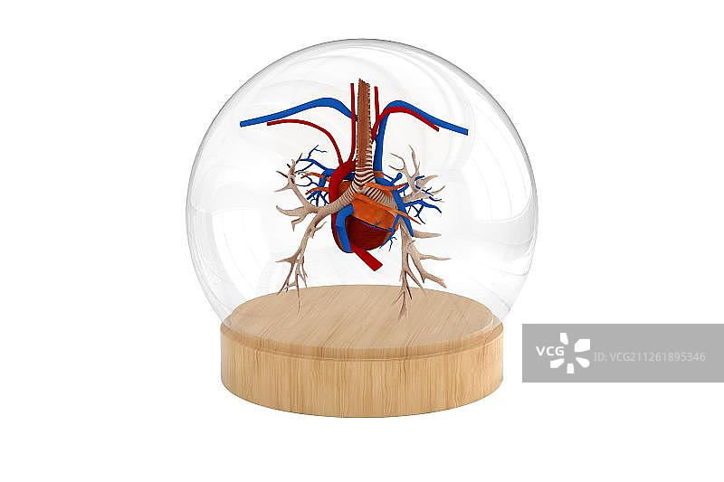3D玻璃罩内的心脏图片素材