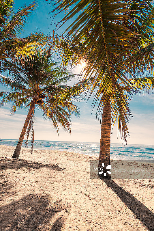 阳光穿过椰树照在沙滩上图片素材