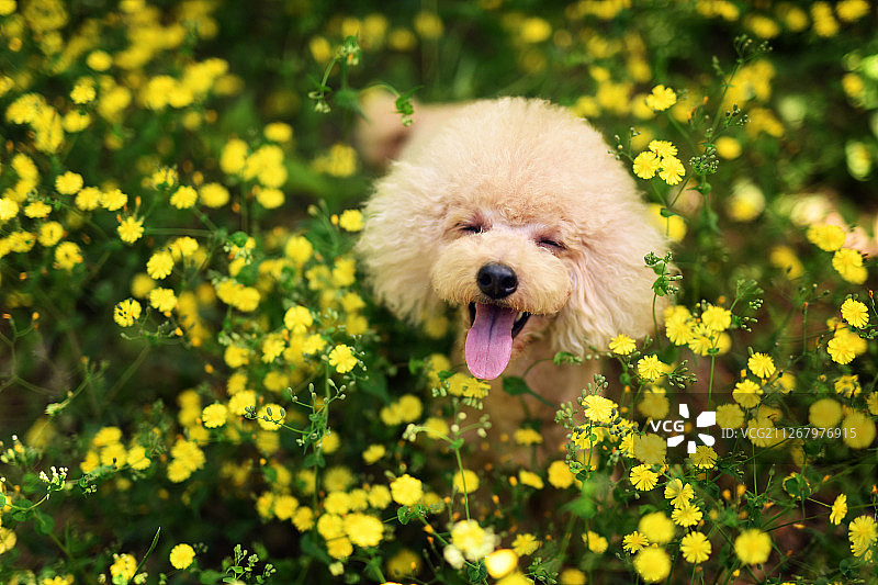 花丛中的贵宾犬图片素材