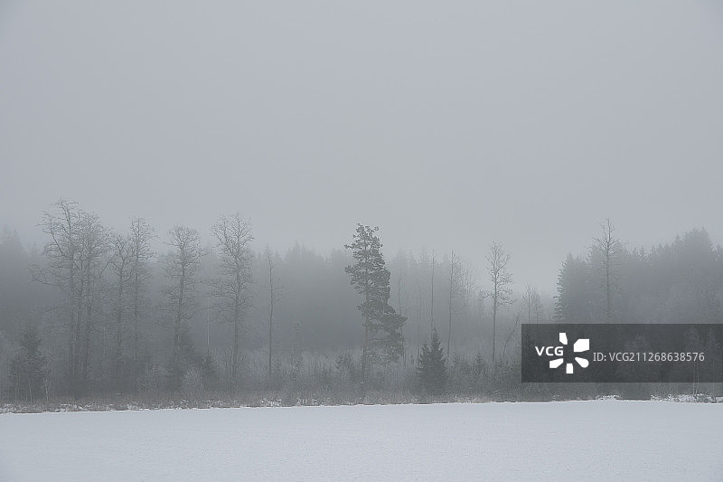 白雪覆盖的森林在雾中图片素材