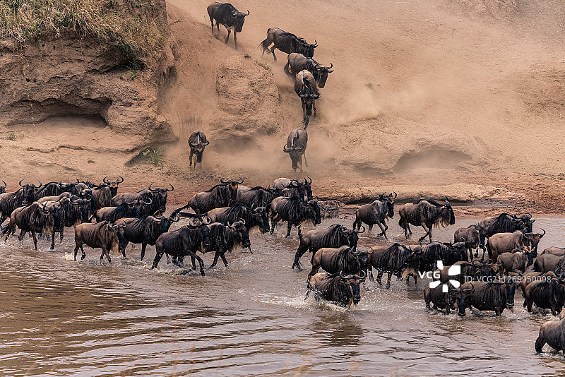 坦桑尼亚非洲大草原-非洲角马大迁徙水塘图片素材
