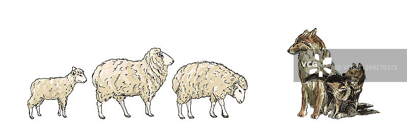 两只绵羊和小羊羔向狼走去图片素材