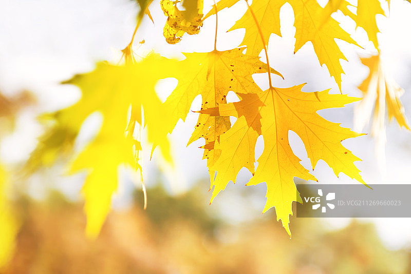 特写黄色的秋天枫叶图片素材