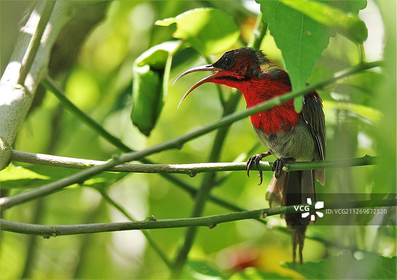 尼泊尔博卡拉的树枝间的食蜂鸟(Merops sp)图片素材