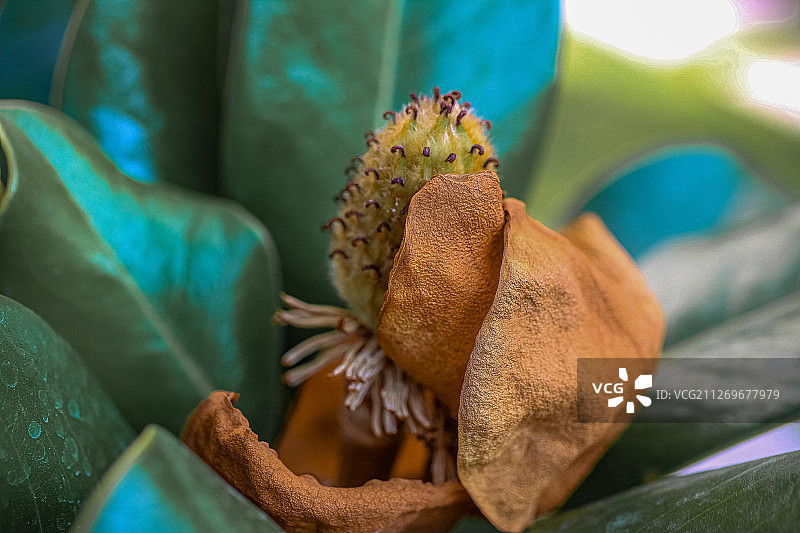 干花木兰(弗吉尼亚木兰)，圣米格尔德阿连德，墨西哥图片素材