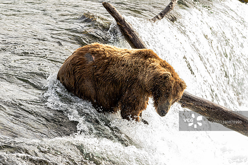 美国阿拉斯加卡特迈国家公园，布鲁克斯瀑布，灰熊在小溪中狩猎图片素材