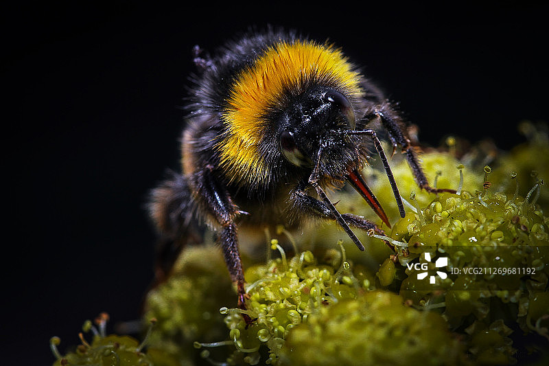 大黄蜂在吃花图片素材