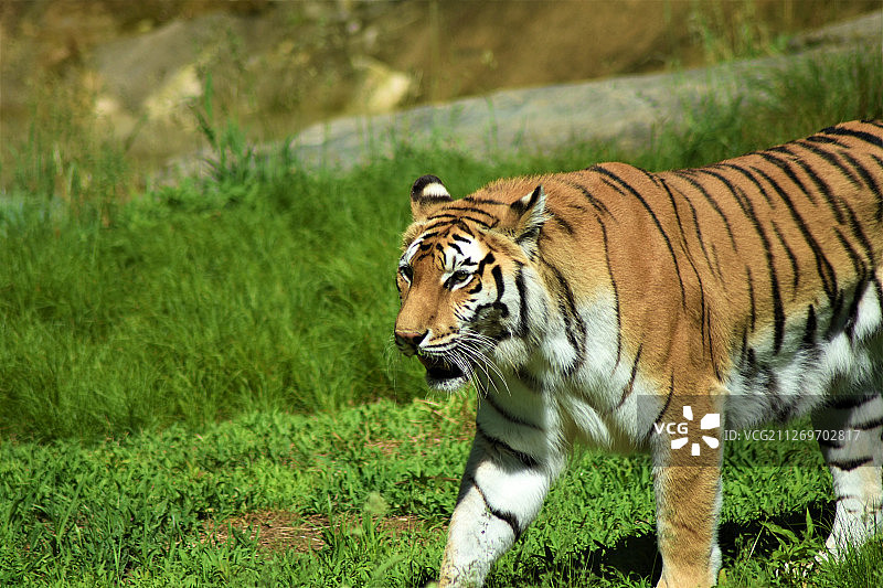 行走的孟加拉虎(Panthera tigris)在Southwicks动物园在美国门敦图片素材