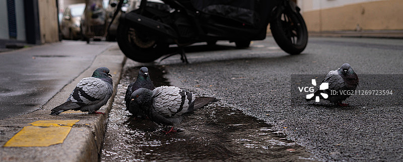 下雨天，鸽子在城市街道上又湿又冷图片素材