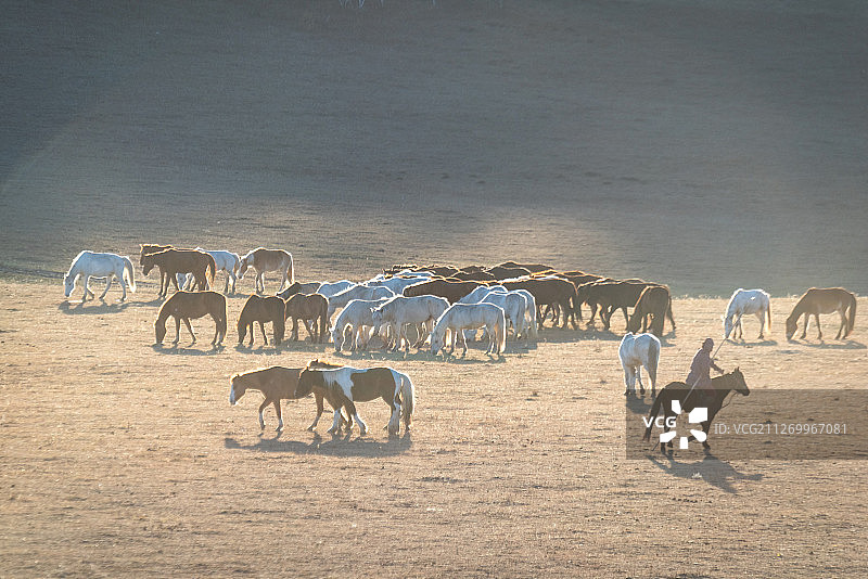 坝上草原上的马群图片素材