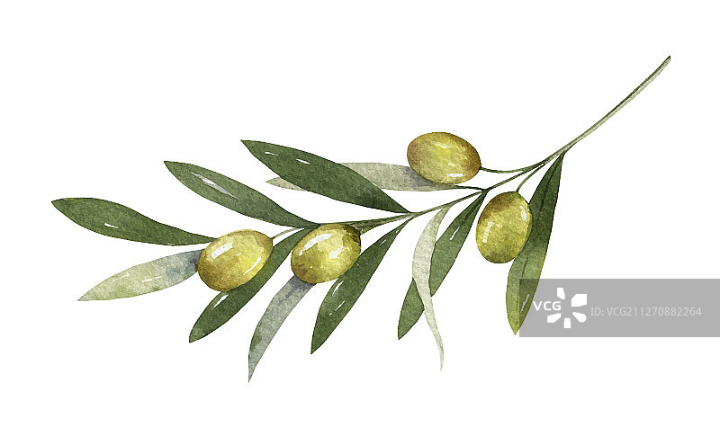 水彩橄榄枝和叶子图片素材