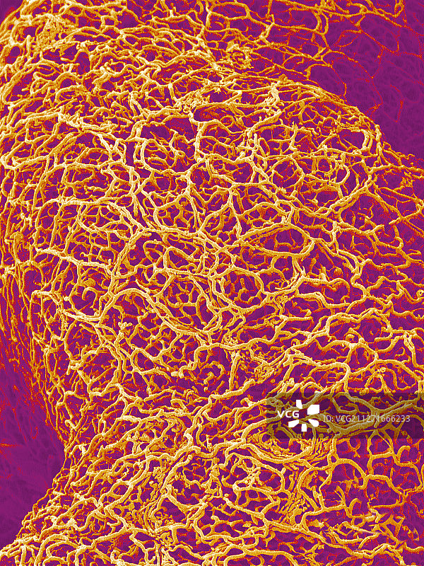 大鼠结肠血管铸型图片素材