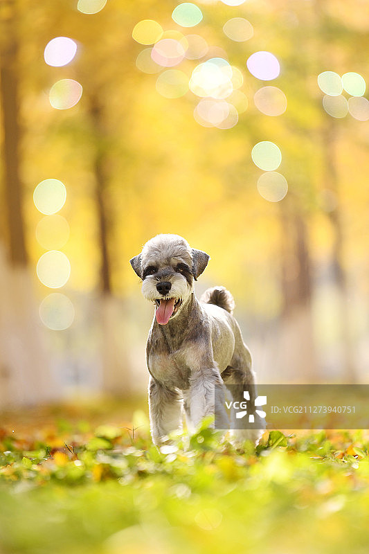 秋景中的雪纳瑞犬图片素材