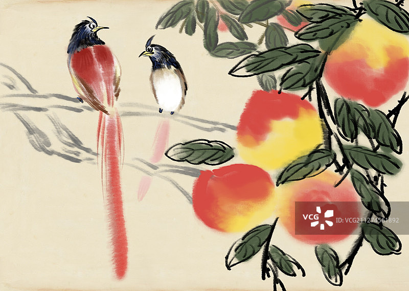 绶带鸟寿桃国画图片素材
