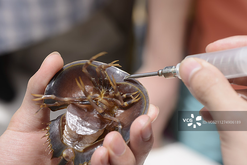 中国香港渔朗白泥滩海洋公园保育基金会举办的马蹄蟹放生活动图片素材