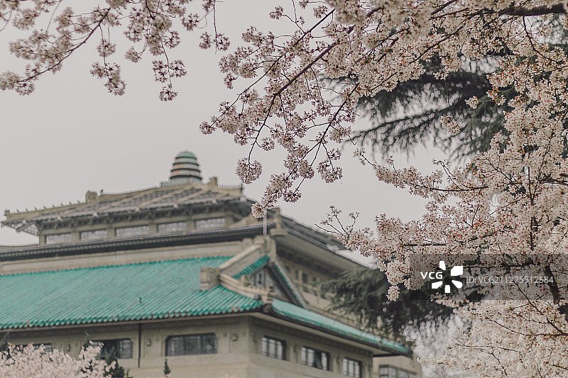 武汉大学樱花节。Sakura In Wuhan图片素材