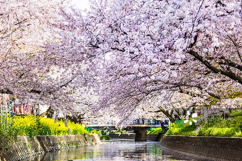 樱花盛开季节河流小溪油菜花图片素材