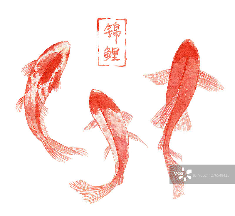 水彩手绘 多条红色的锦鲤图片素材