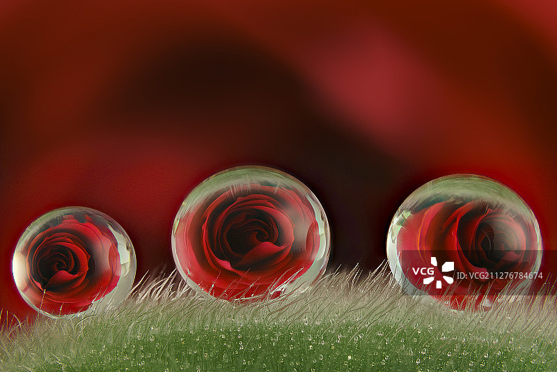 玫瑰花通过水滴反射的微距摄影图片素材