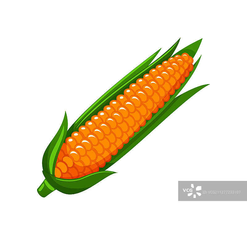 玉米食品有机农用餐孤立图标向量。玉米与叶和种子，生产品收获原料。甜美自然的蔬菜。玉米食品有机农业餐图标向量图片素材