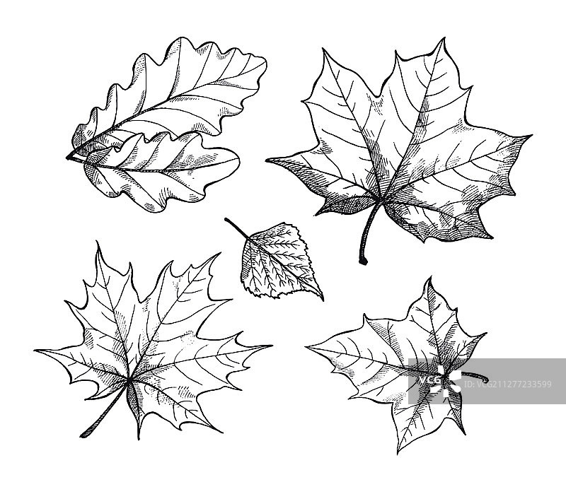 秋天的秋叶季节，单色素描轮廓孤立的图标集向量。不同种类树木的叶子。无色的季节性干燥植物群。秋天的秋天，树叶素描的季节轮廓向量图片素材
