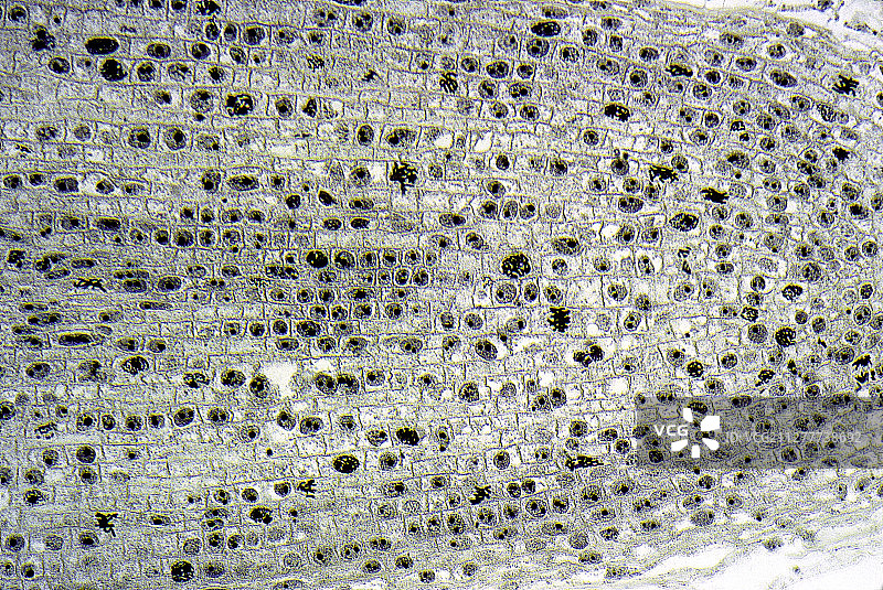 光学显微镜下观察正在进行有丝分裂的洋葱根细胞图片素材