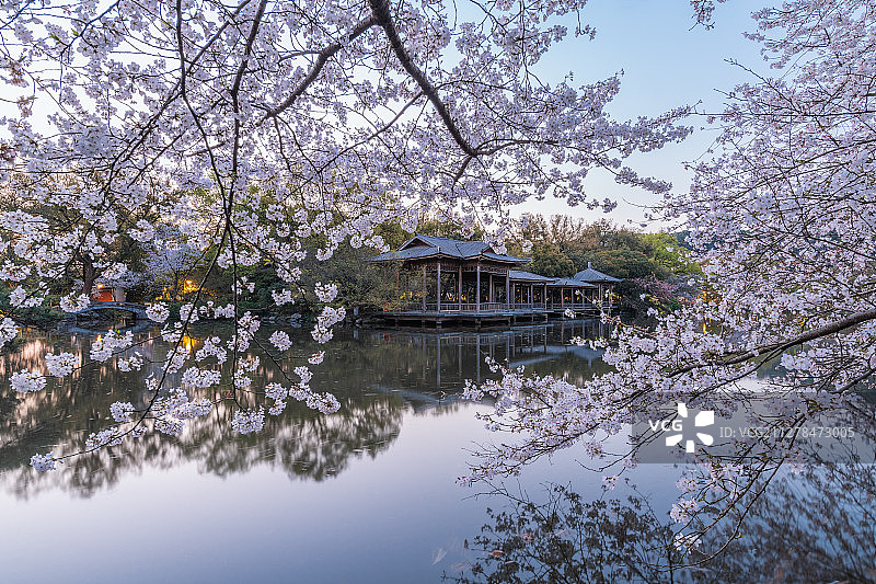 杭州西湖花港观鱼内的樱花与木质建筑图片素材