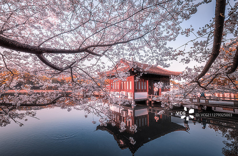 杭州曲院风荷春季樱花图片素材