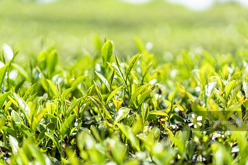 春天正在茂盛生长的茶树图片素材