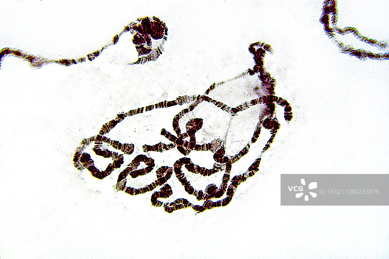巨大的染色体-果蝇(果蝇)的唾液腺图片素材