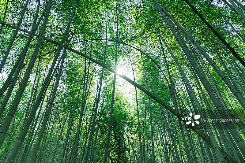 天然竹林图片素材