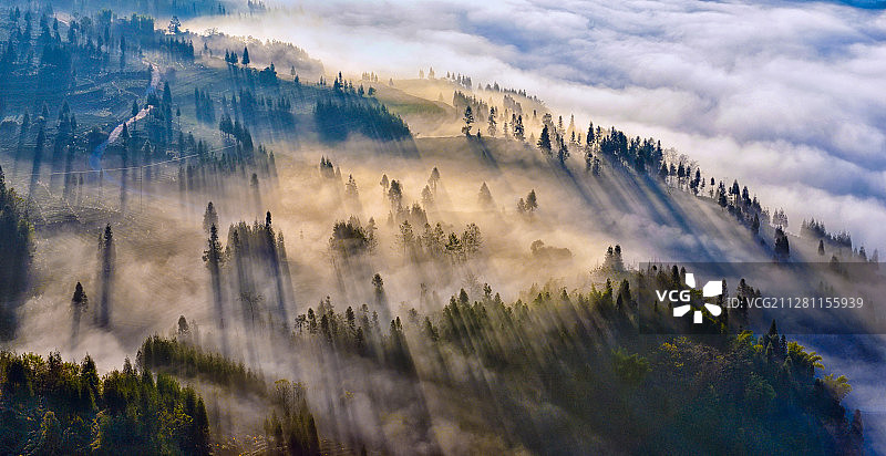 清晨的阳光洒向笼罩在高山茶园的晨雾上图片素材