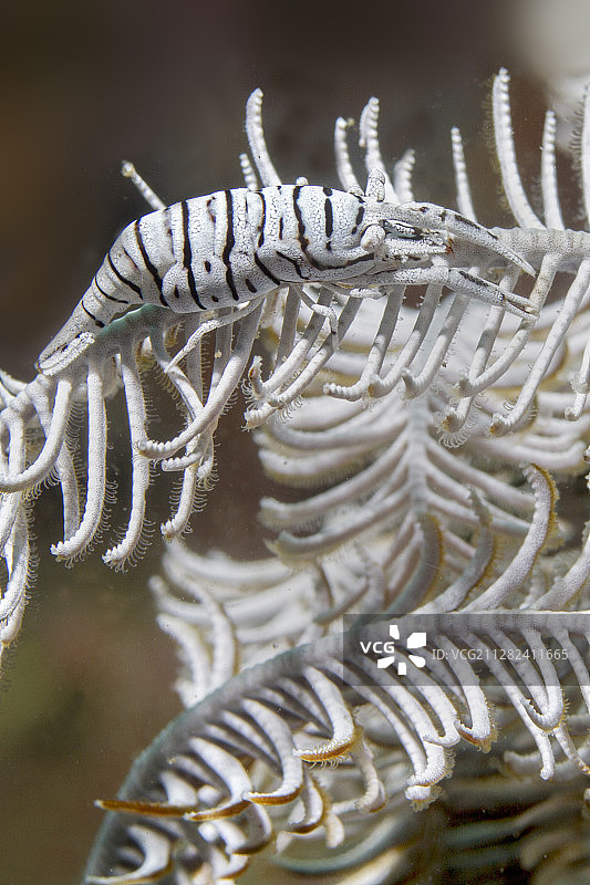 安汶海百合虾图片素材