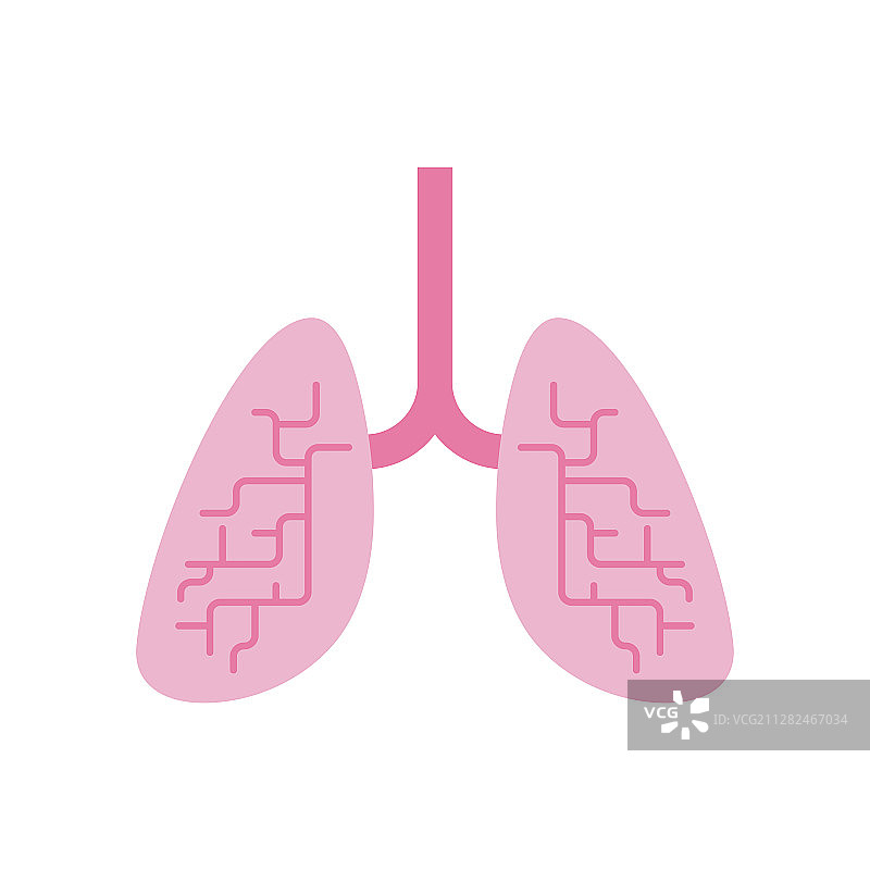 肺分离人体内部器官解剖图片素材