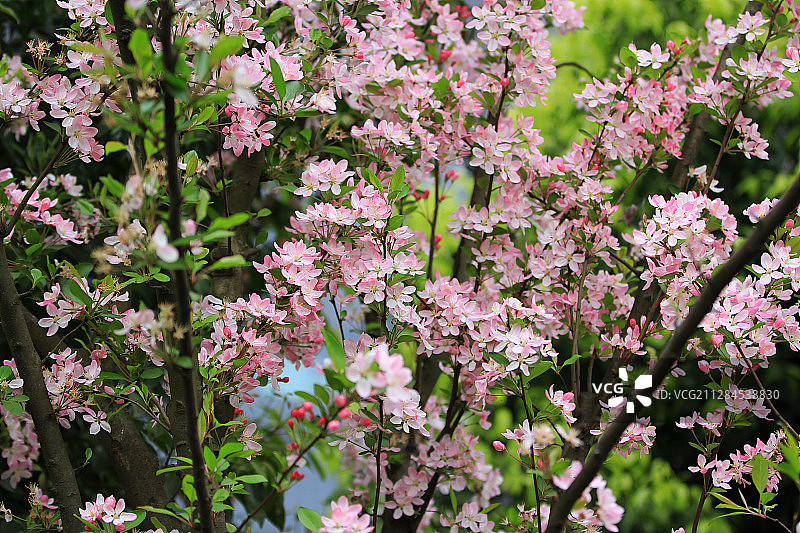 垂丝海棠 粉色图片素材