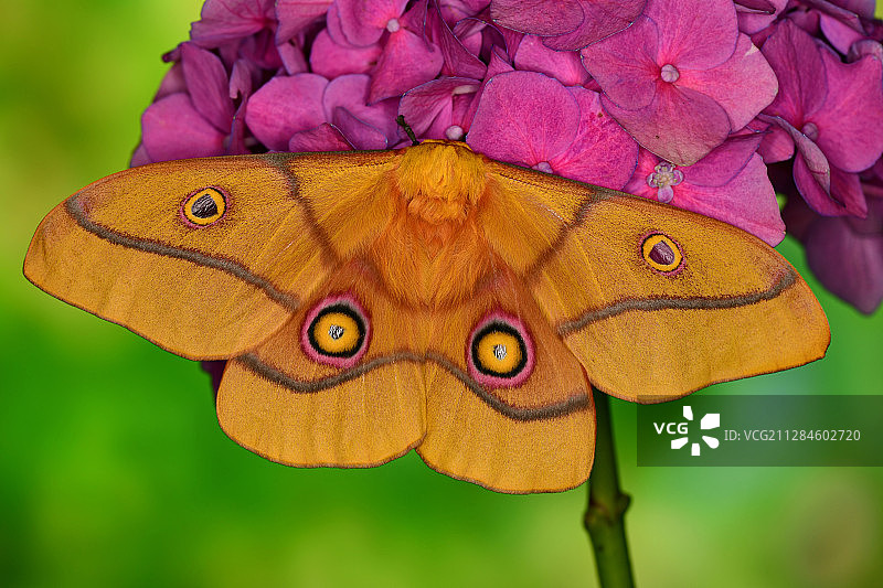 蝴蝶在花头上的特写图片素材