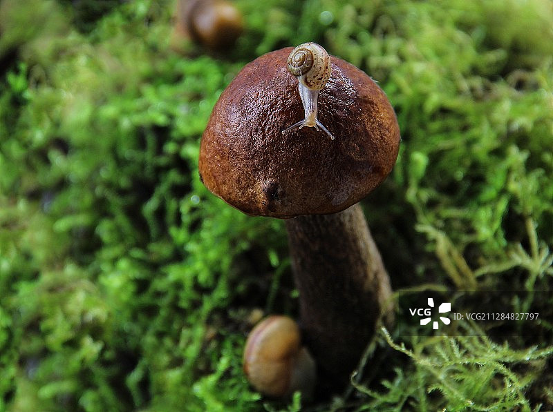俄罗斯弗拉基米尔，蘑菇上的蜗牛特写图片素材