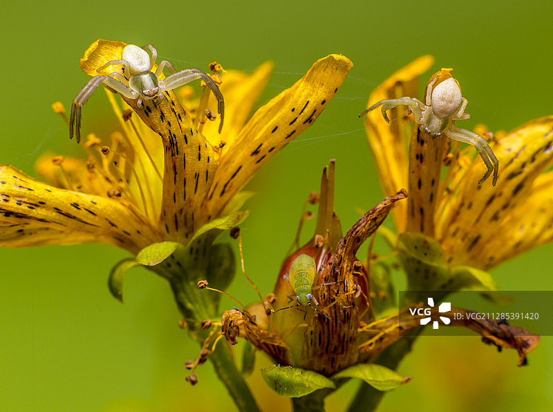 爱沙尼亚塔林，花上的蜘蛛和昆虫图片素材