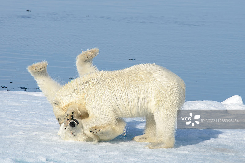 两只野生北极熊幼崽在朗伊尔城、斯瓦尔巴群岛和扬马延群岛的冰上玩耍图片素材