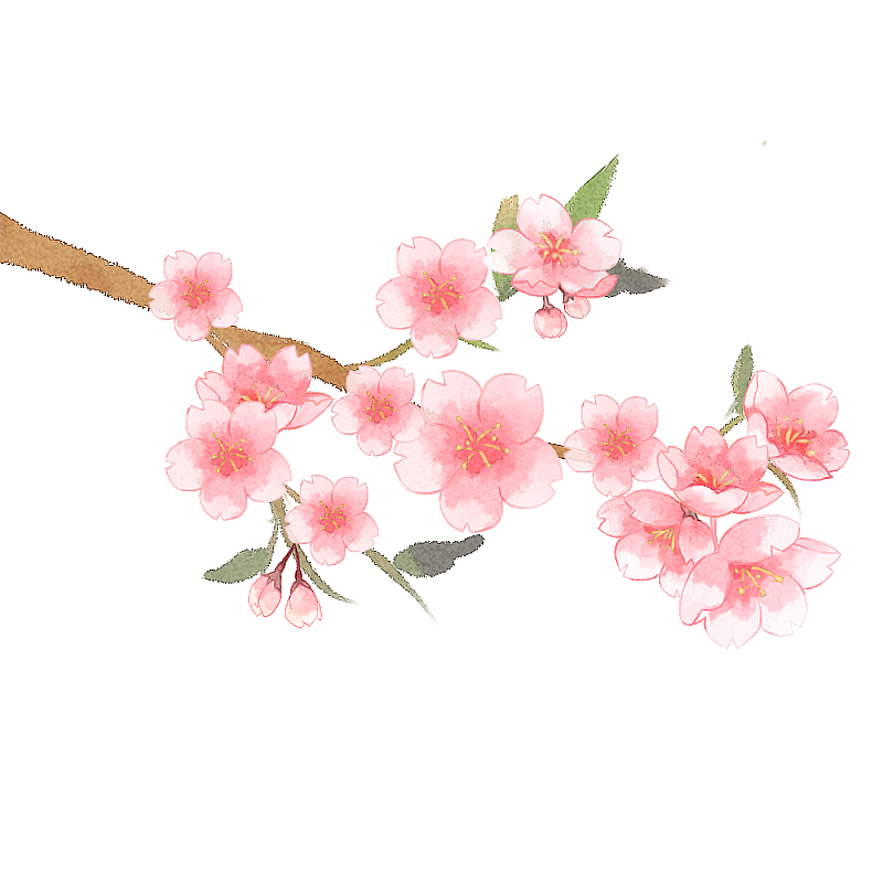 樱花树2图片素材